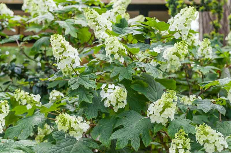 Hydrangea Quercifolia