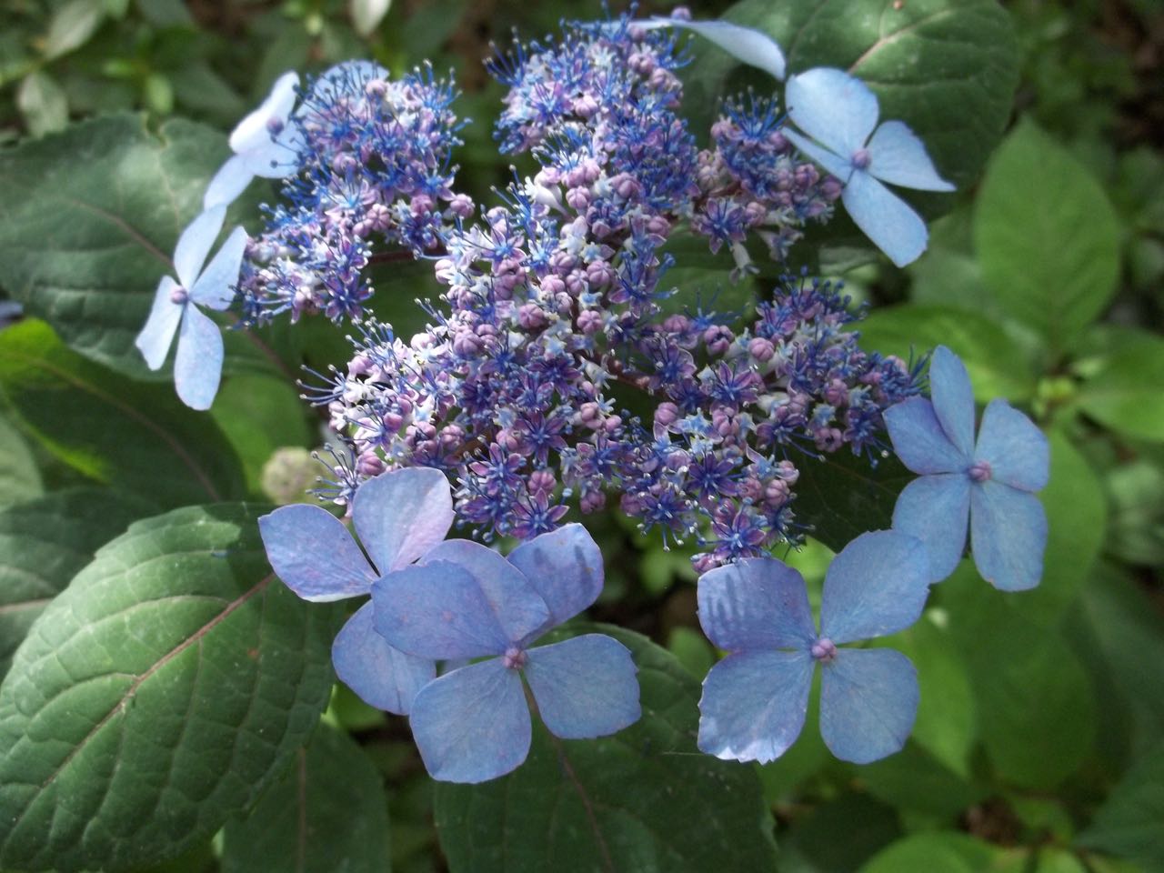 Hydrangea Serrata