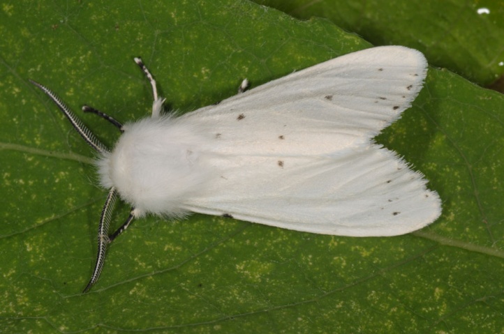 Hyphantria Cunea