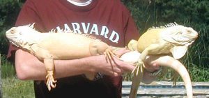 Iguana Albina