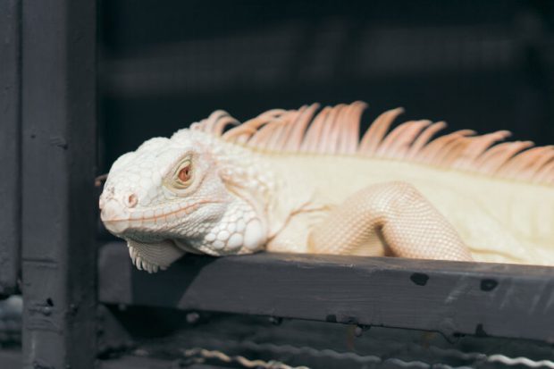 Iguana Albina de Perfil