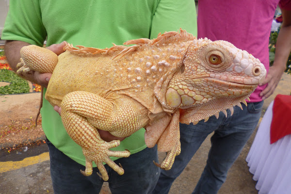 Iguana Albina na Mão do Criador