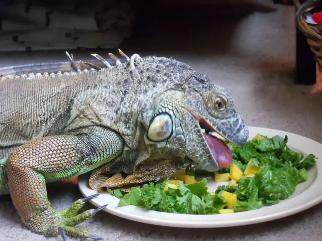 Iguana Alimentação