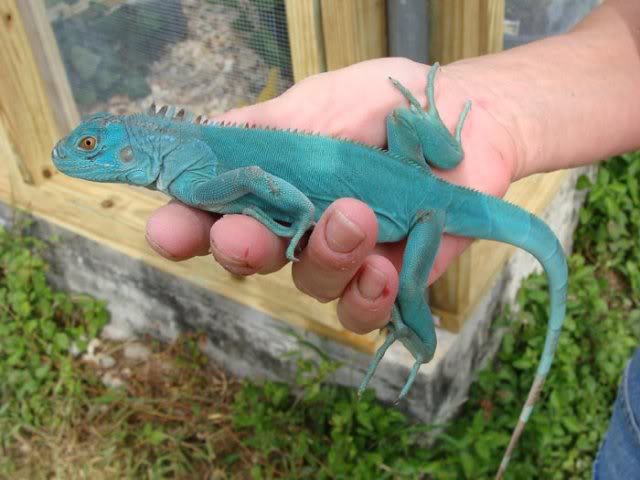 Iguana Azul na Mão de uma Pessoa 