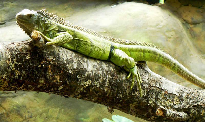 Iguana Características Físicas