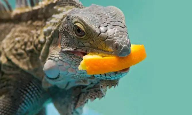 Iguana Comendo Fruta 