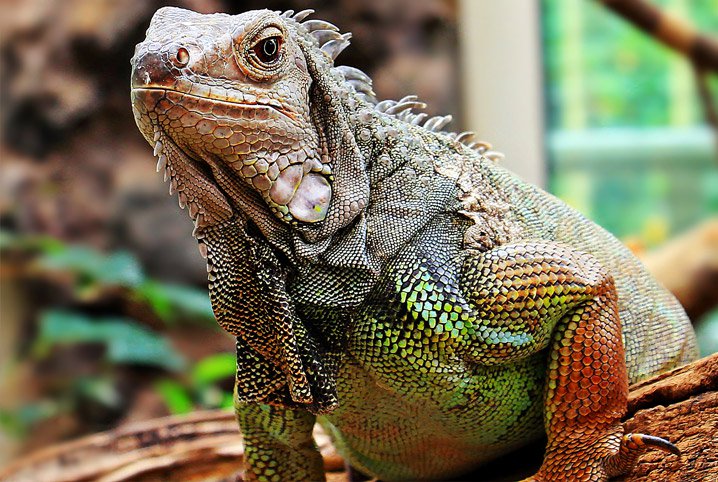 Iguana Criação em Casa