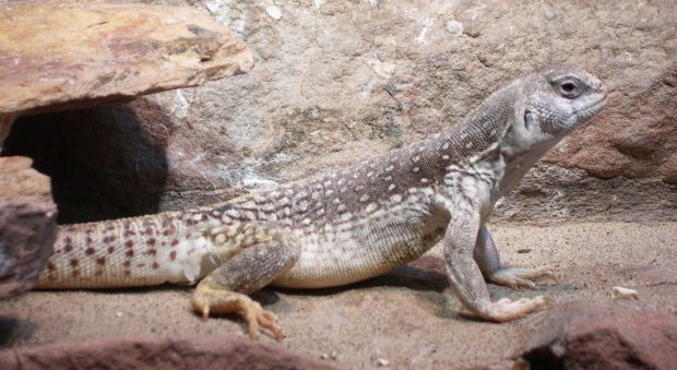 Iguana Do Deserto