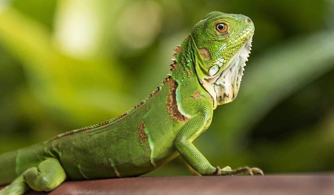 Iguana Espécie Verde