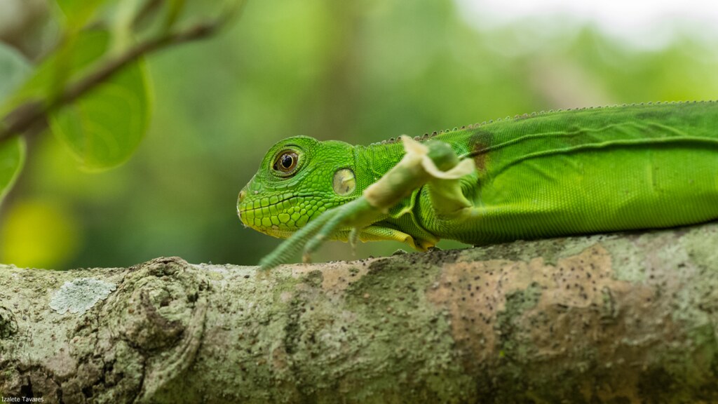 Iguana Jovem Andando na Árvore 