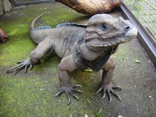 Iguana Rinoceronte