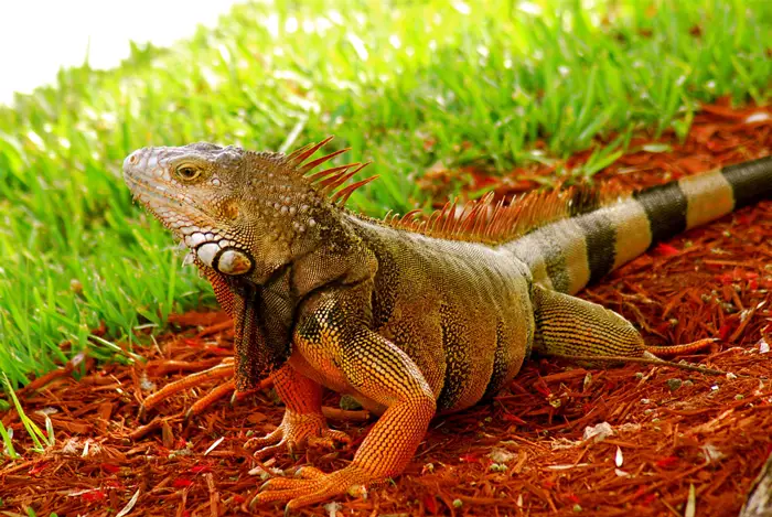 Iguana Riscada Fotografada de Perto 