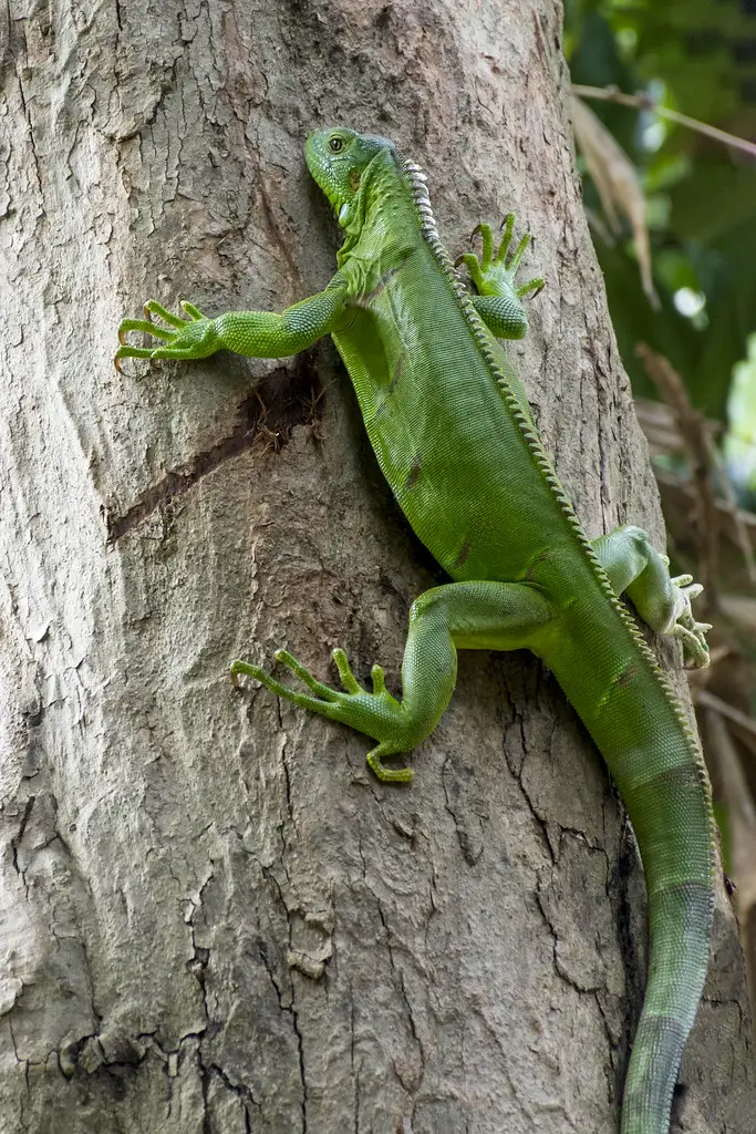 Iguana Subindo na Árvore 