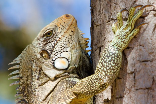 Iguana Verde Subindo Tronco de Árvore
