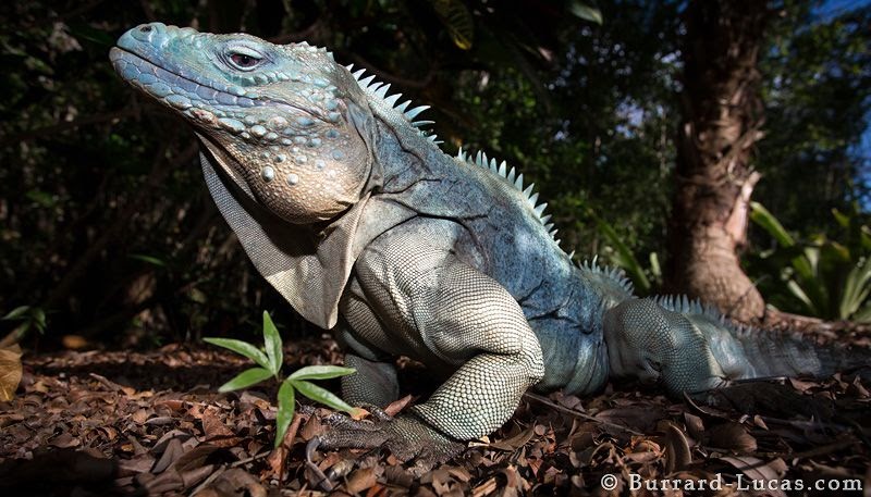 Iguana-das-Caraíbas Fotografada de Perto 