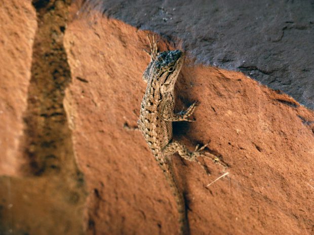 Iguana do Deserto Escalando 