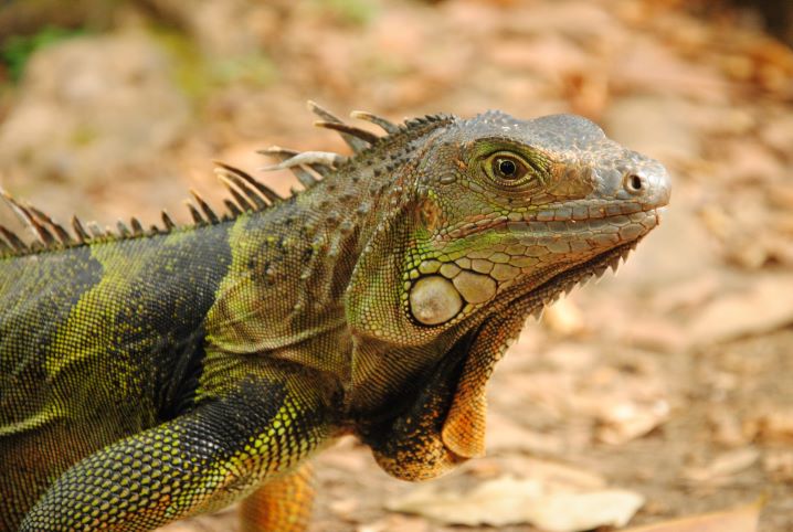 Iguana e seu Habitat