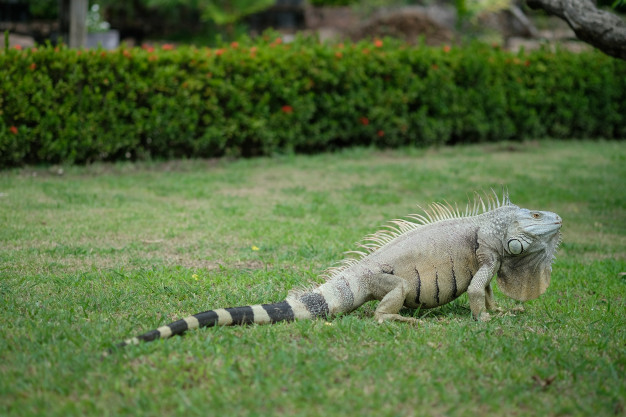 Iguana na Grama 