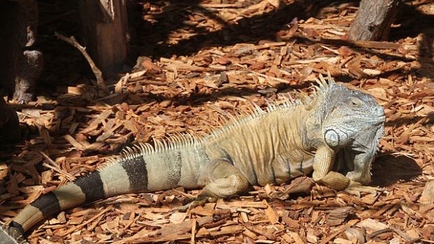 Iguana na Serragem 