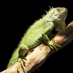 Por Que as Iguanas Mudam De Cor? | Mundo Ecologia