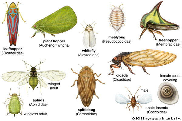 Insetos da Ordem Homoptera 