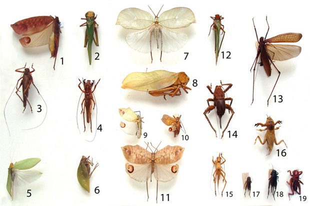 Insetos da Ordem Orthoptera 