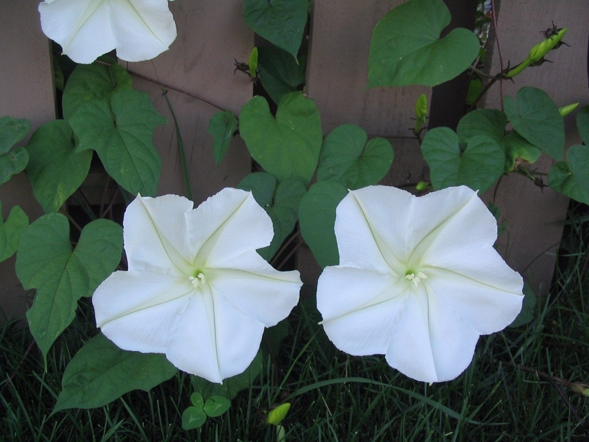 Ipomoea Alba