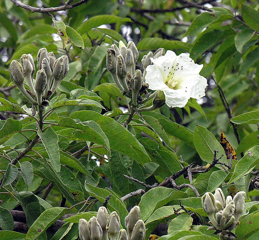 Ipomoea Arborescens