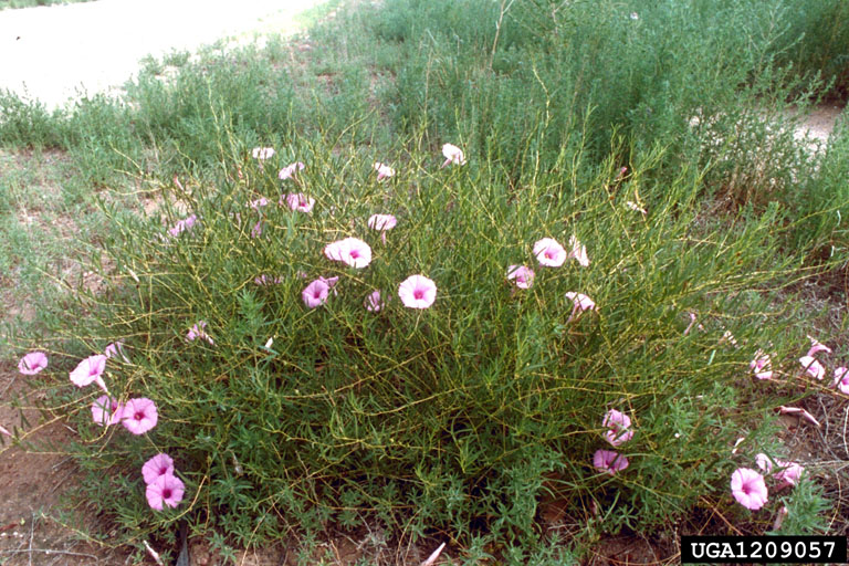 Ipomoea Leptophylla