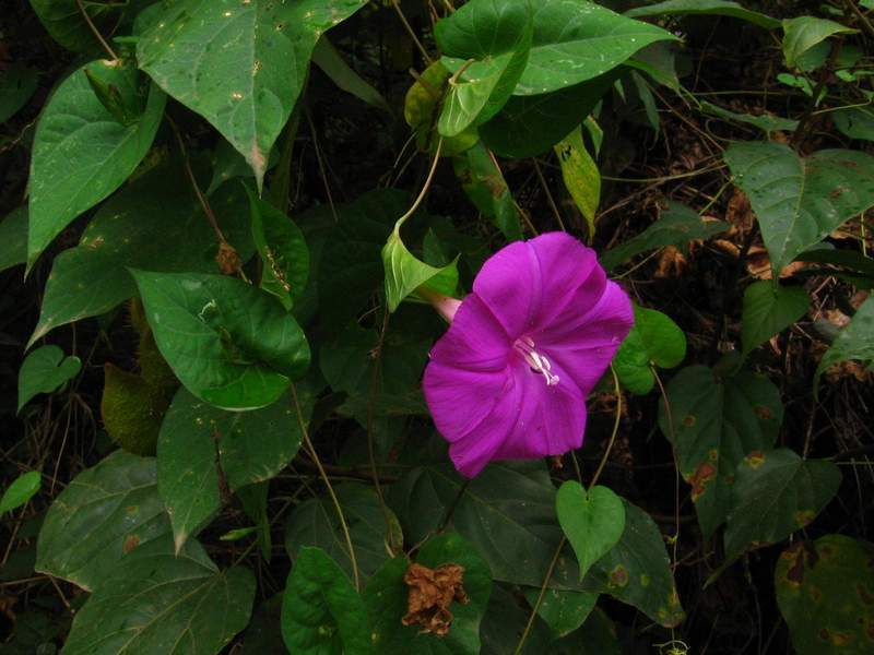 Ipomoea Purga