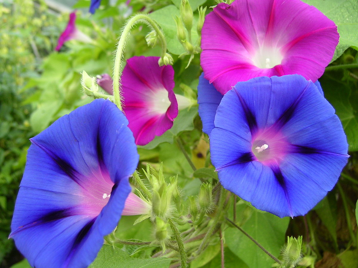 Ipomoea Purpurea