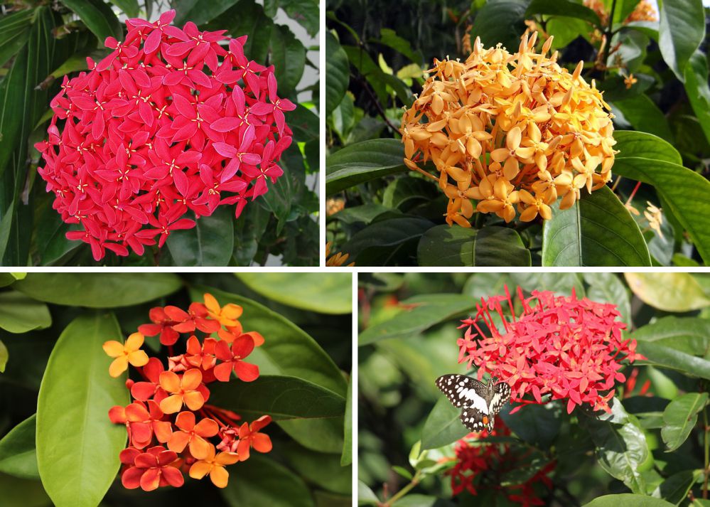 Ixora Laranja, Azul, Rosa e Branca Com Fotos | Mundo Ecologia