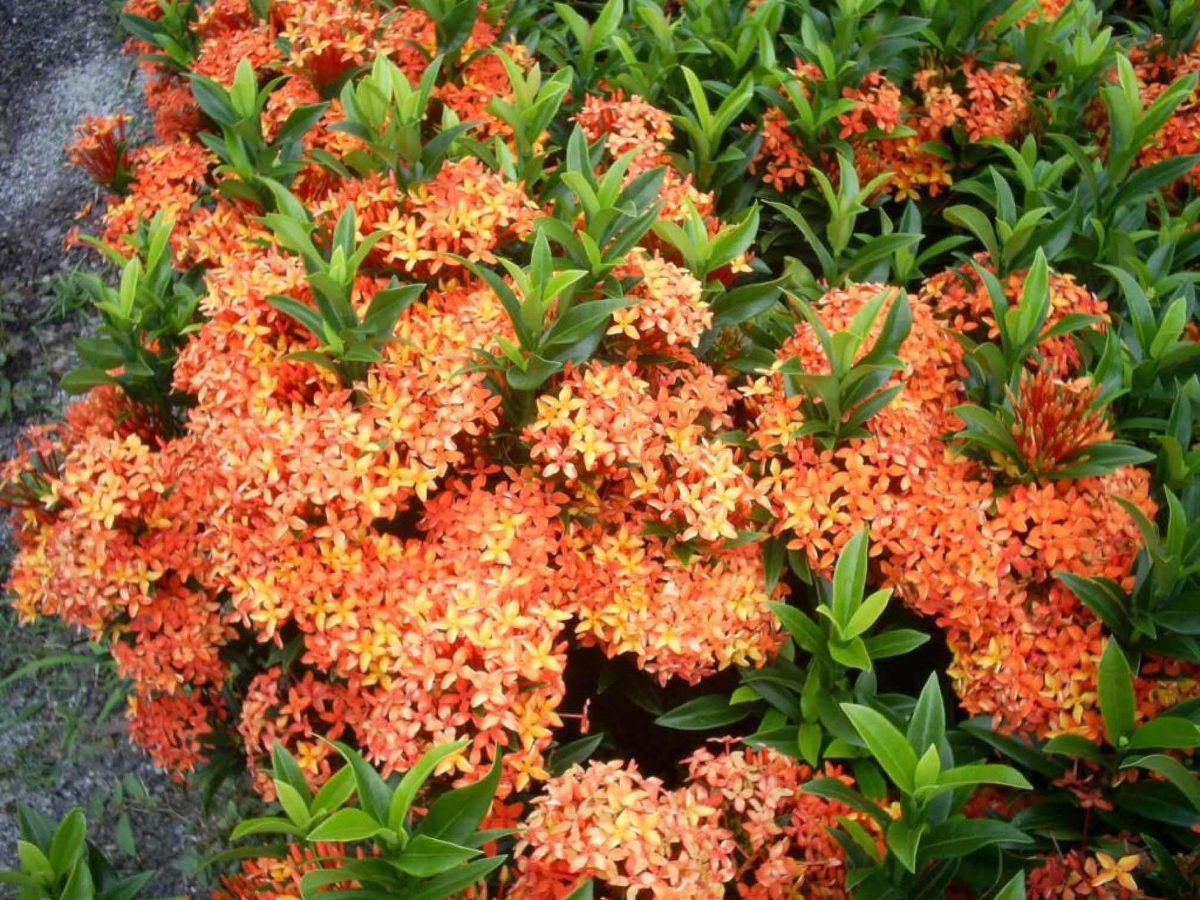 Ixora Laranja, Azul, Rosa e Branca Com Fotos | Mundo Ecologia