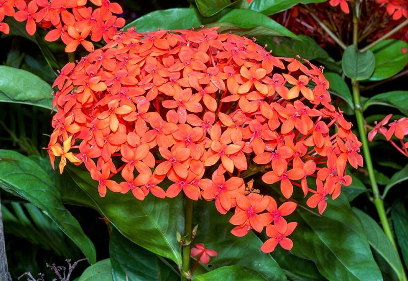 Como Cuidar Da Flor Ixora, Fazer Mudas E Podar | Mundo Ecologia