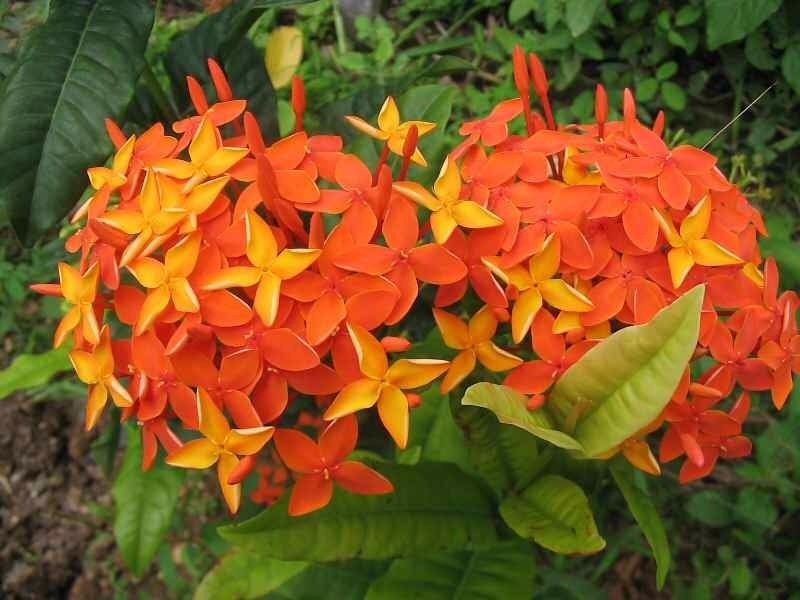 Ixora Laranja, Azul, Rosa e Branca Com Fotos | Mundo Ecologia