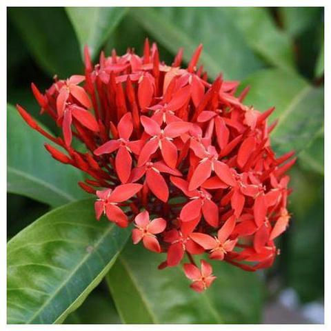 Como Cuidar Da Flor Ixora, Fazer Mudas E Podar | Mundo Ecologia