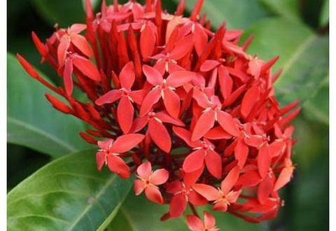 Ixora Anã