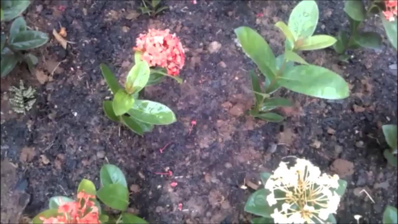 Ixora Anã