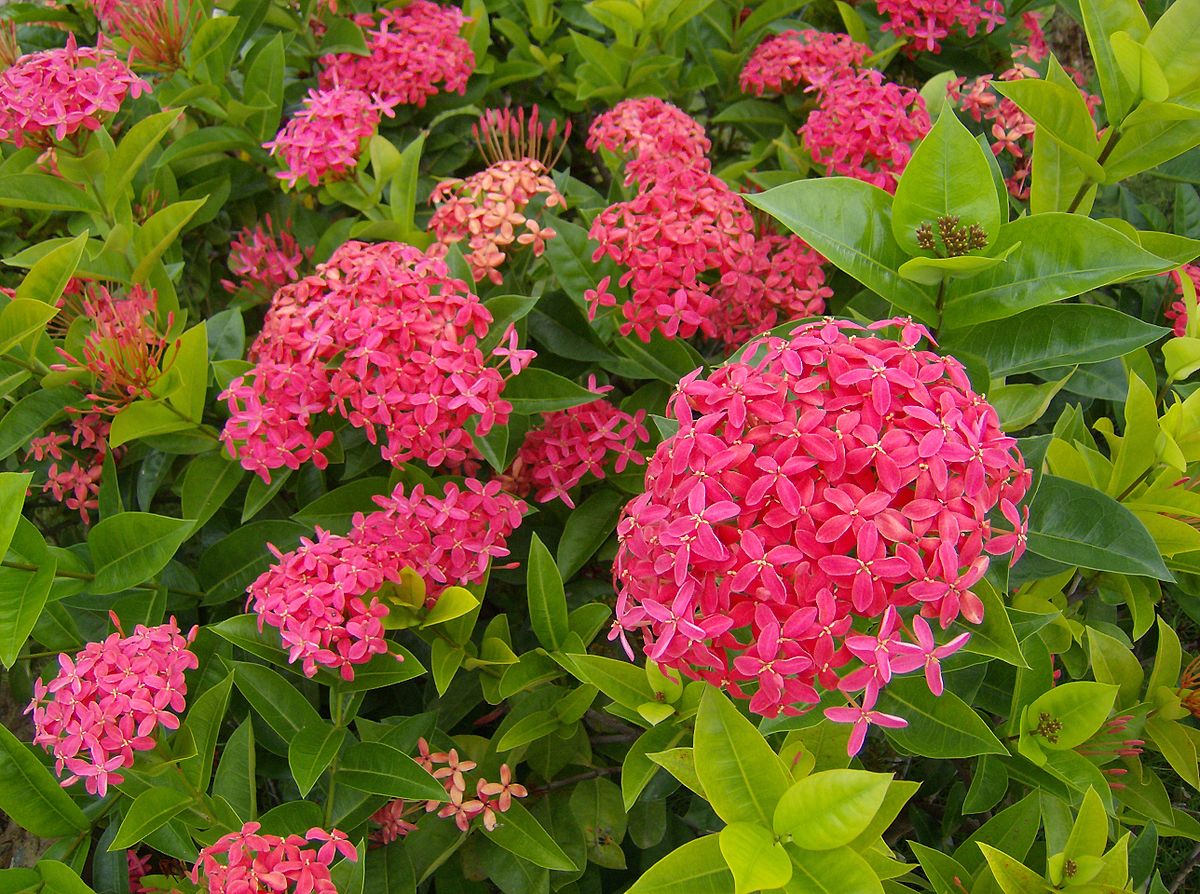 Ixora Chinesa