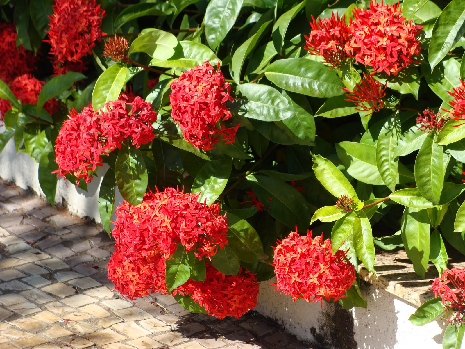 Como Cuidar Da Flor Ixora, Fazer Mudas E Podar | Mundo Ecologia