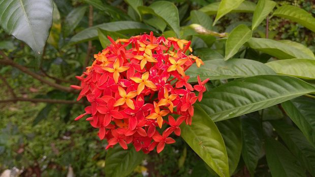 Ixora Coccinea No Jardim 