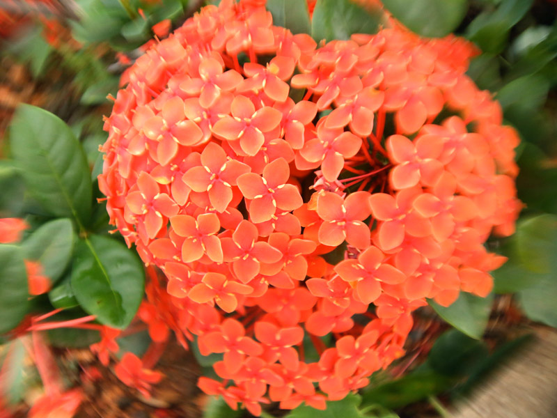 Ixora Japonesa