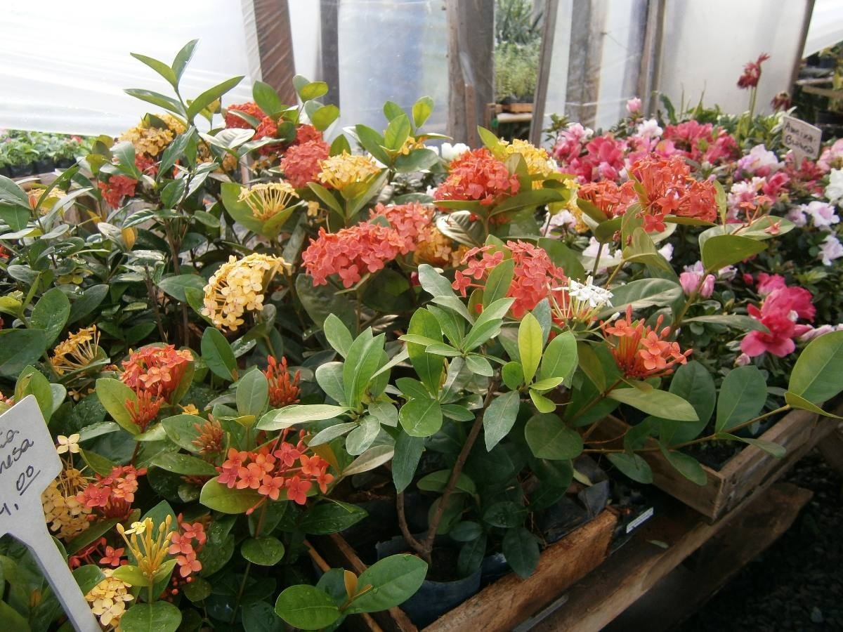 Ixora Japonesa