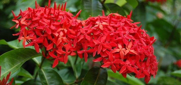 Lista dos Tipos de Ixora: Espécies com Nome e Fotos | Mundo Ecologia