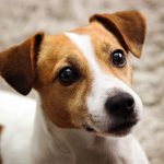 Jack Russell Terrier