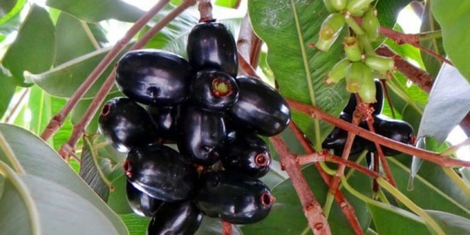 Suco de Jambolão Faz Bem Para a Saúde? Como Preparar?