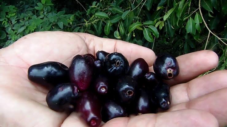 Jambolão na Mão de uma Pessoa