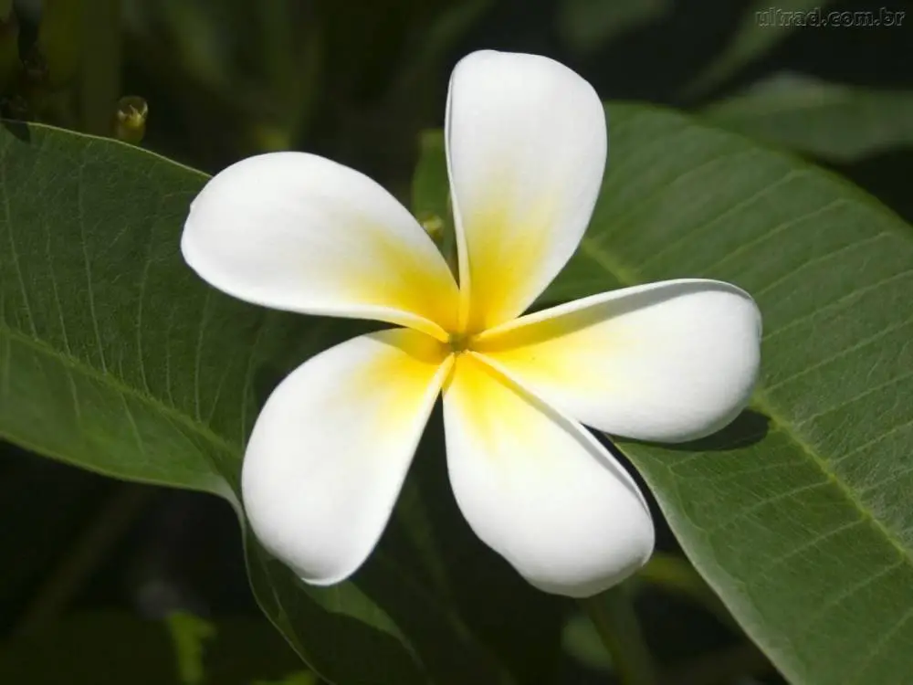 O Que Significa Flor de Jasmim? O Que Quer Dizer o Nome? | Mundo Ecologia
