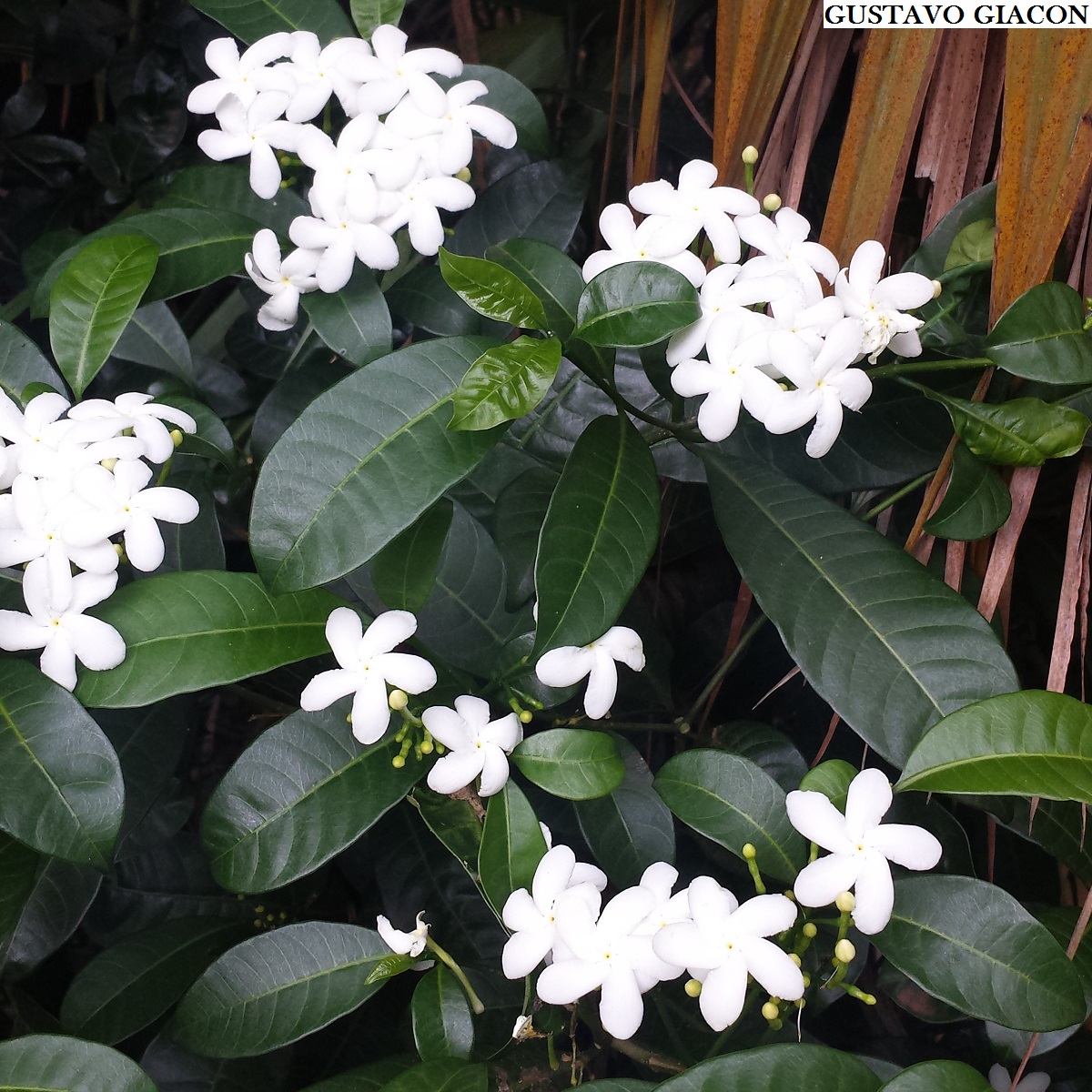 O Que Significa Flor de Jasmim? O Que Quer Dizer o Nome? | Mundo Ecologia