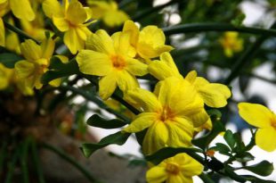 Jasmim-Amarelo Flores